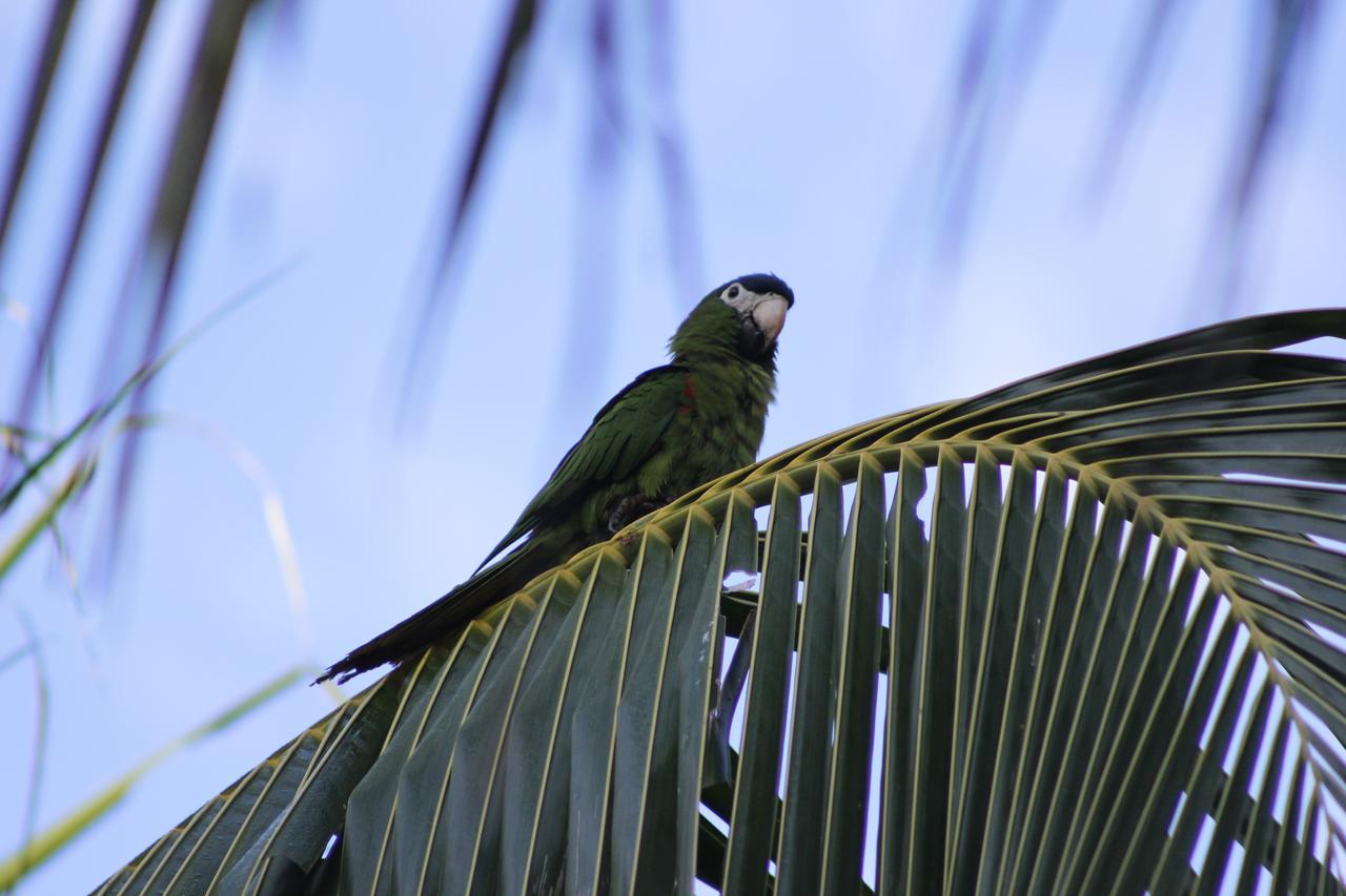 Hotel Fazenda Rio Formoso โบนิโต ภายนอก รูปภาพ